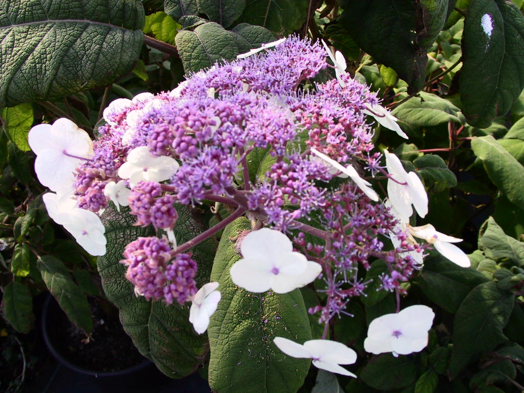 Hydrangea aspera Macrophylla 01.jpg